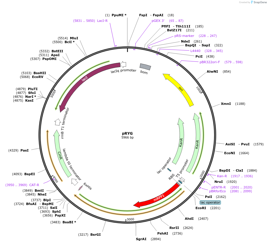 113642-plasmid-map-sequence-id-214560