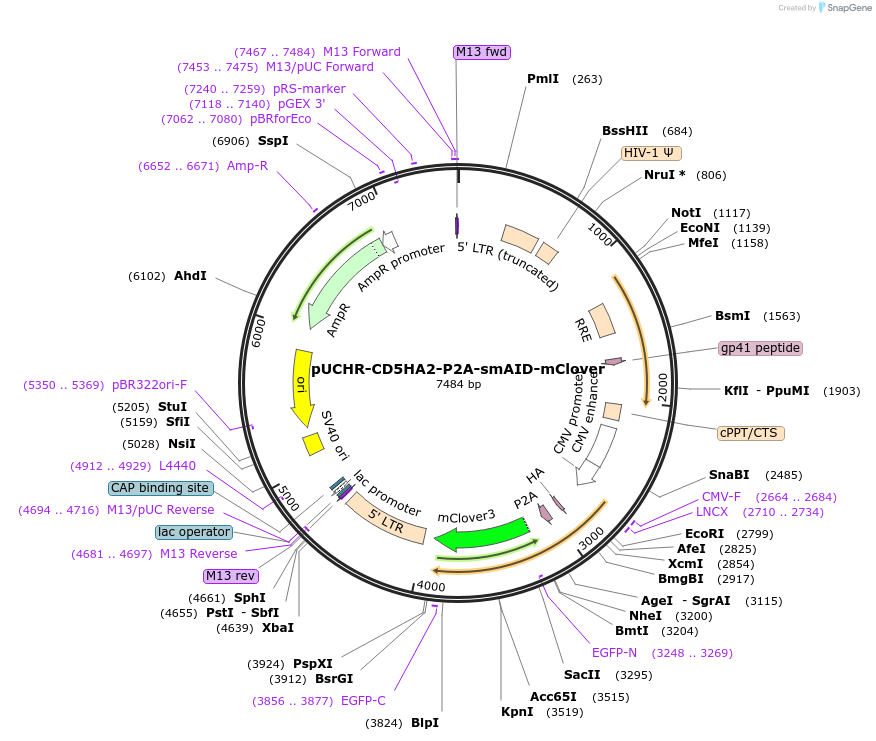110658-plasmid-map-sequence-id-214588