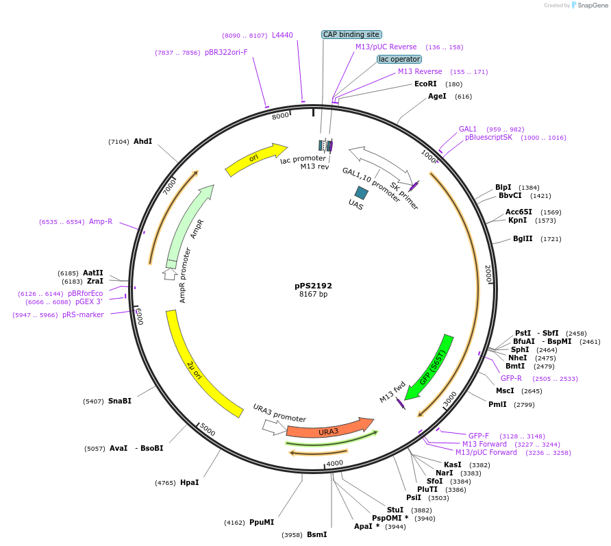 8923-plasmid-map-sequence-id-214590