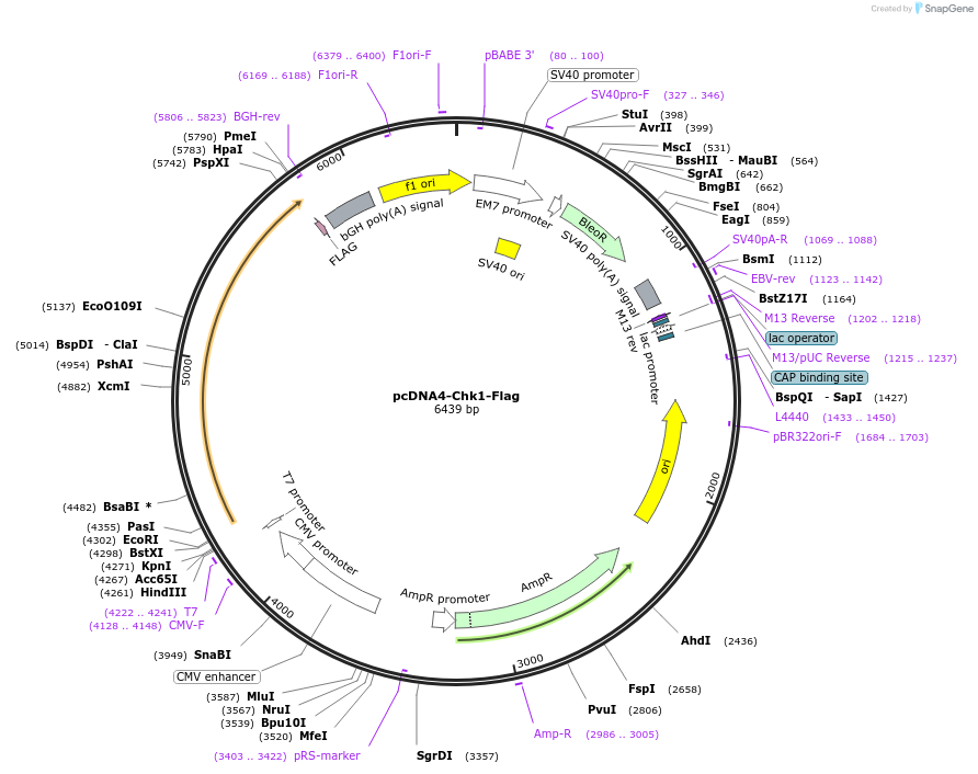 22894-plasmid-map-sequence-id-214603
