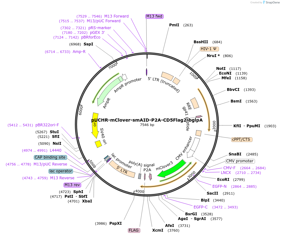110654-plasmid-map-sequence-id-214605