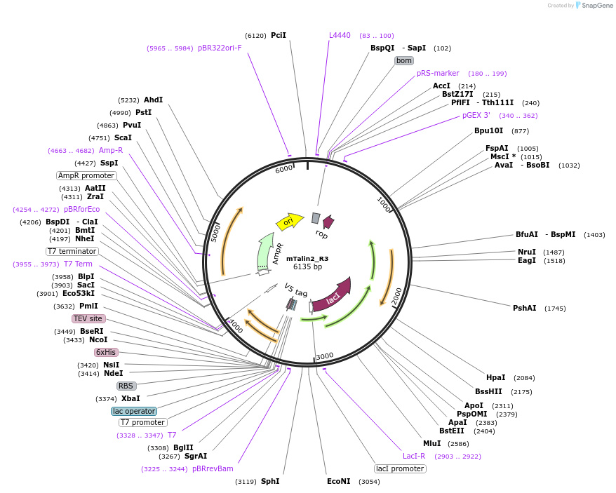 111035-plasmid-map-sequence-id-214611
