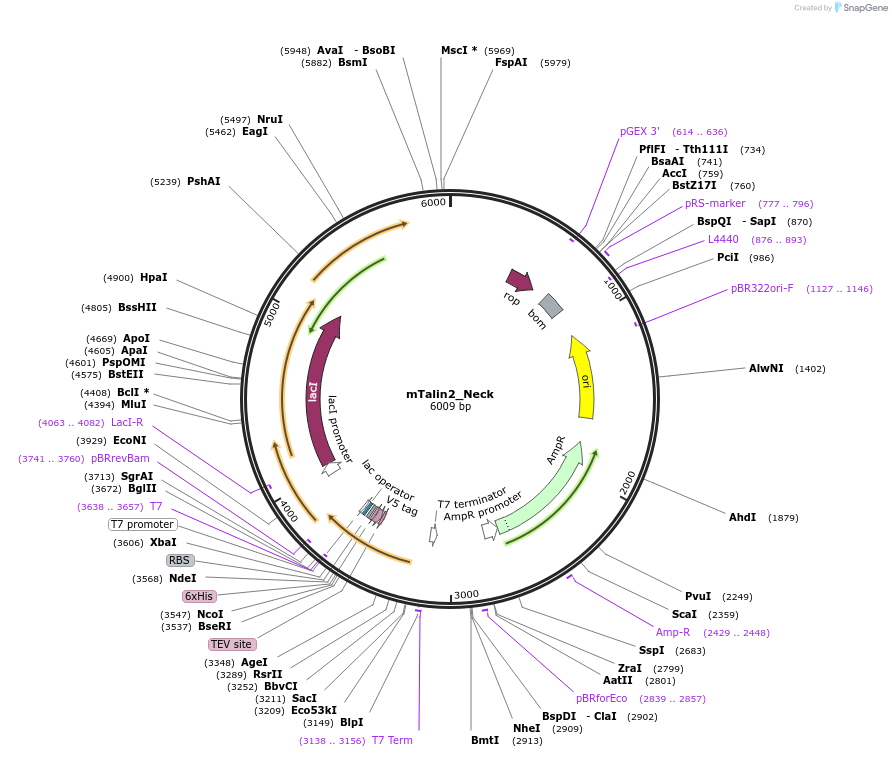 111032-plasmid-map-sequence-id-214612