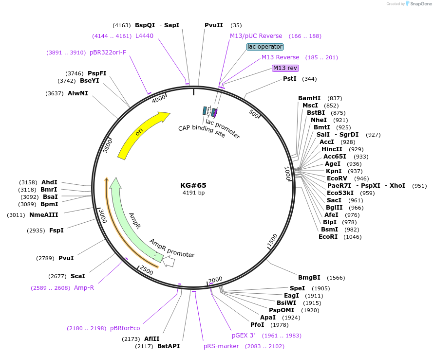 110933-plasmid-map-sequence-id-214662