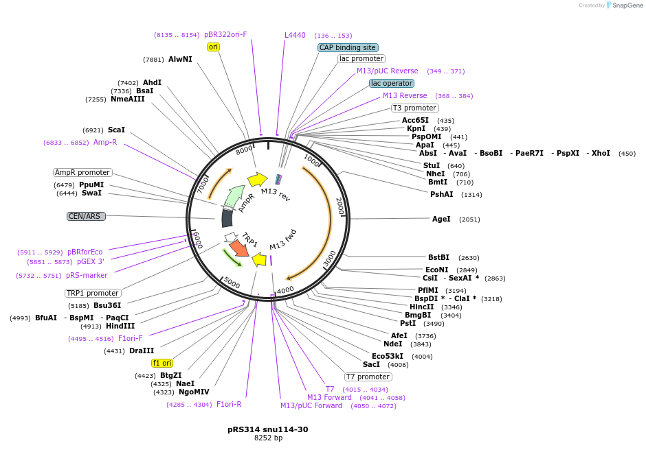 111313-plasmid-map-sequence-id-214664