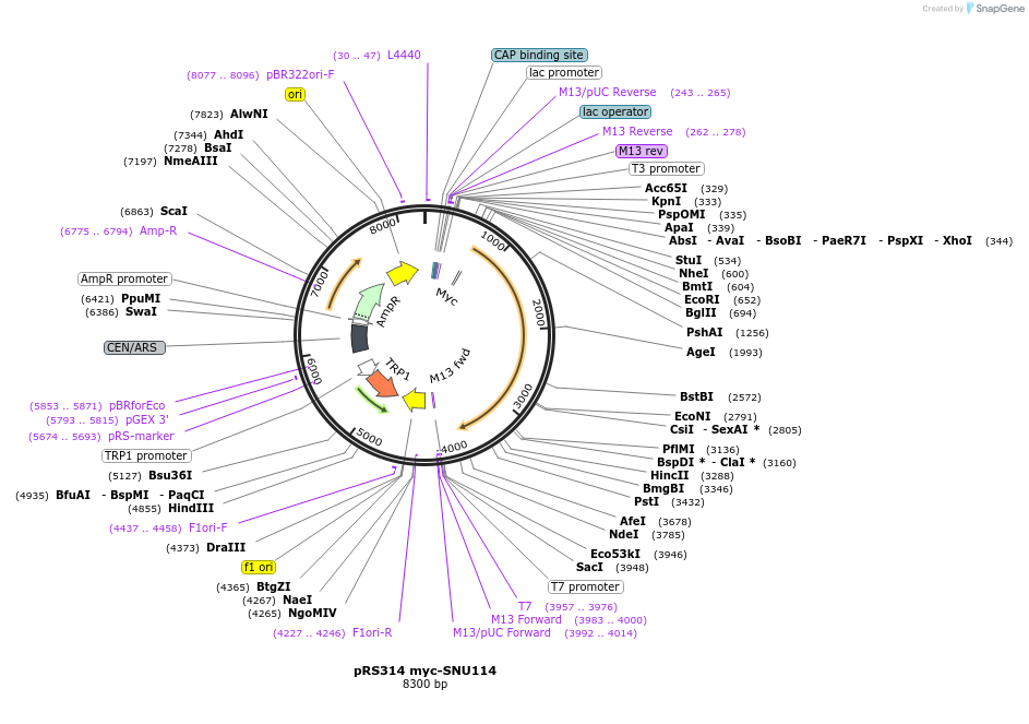 111317-plasmid-map-sequence-id-214666
