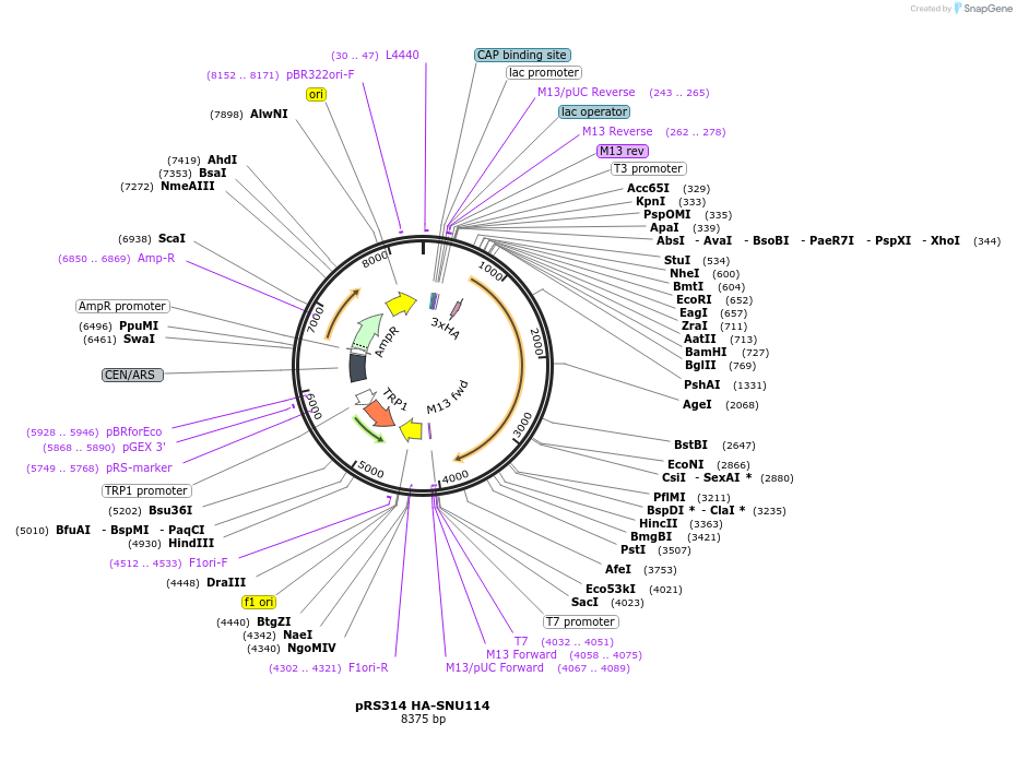 111318-plasmid-map-sequence-id-214667