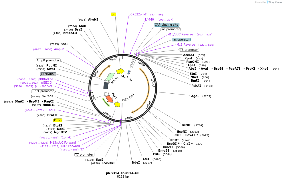 111316-plasmid-map-sequence-id-214668