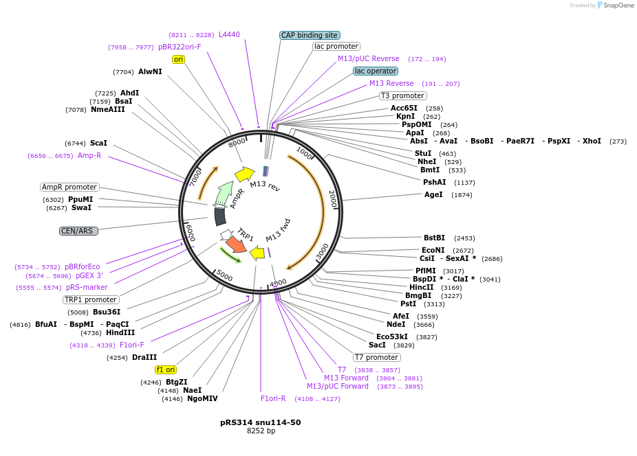 111315-plasmid-map-sequence-id-214669