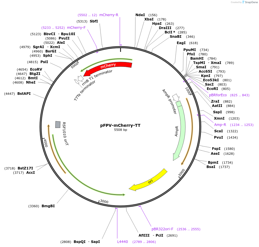 112523-plasmid-map-sequence-id-214671