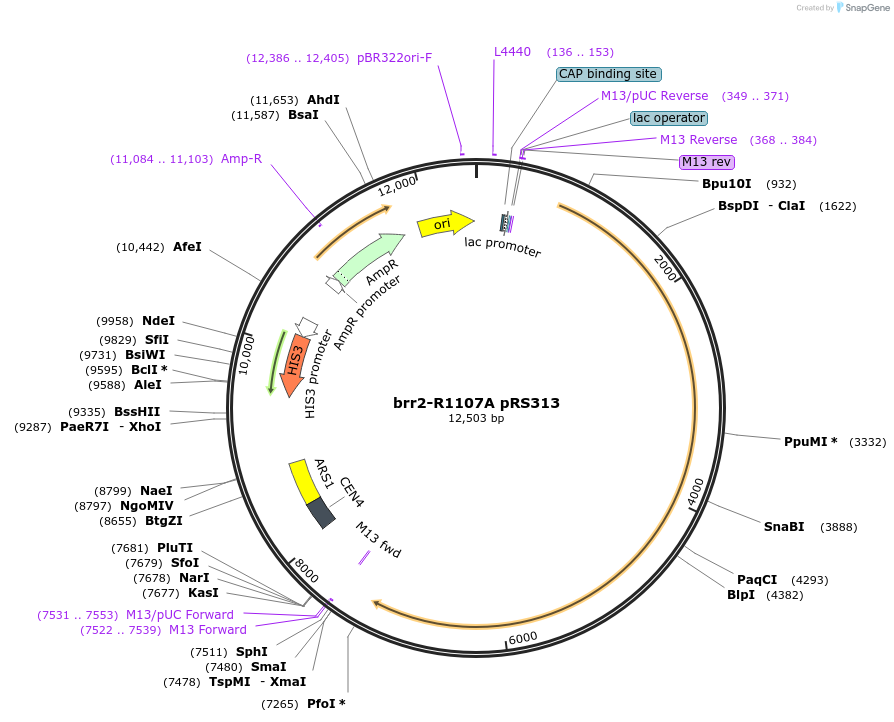 111415-plasmid-map-sequence-id-214679