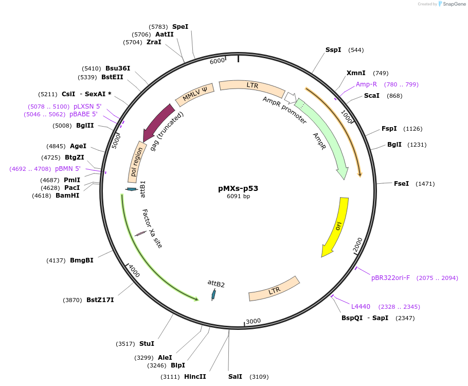 22725-plasmid-map-sequence-id-214694