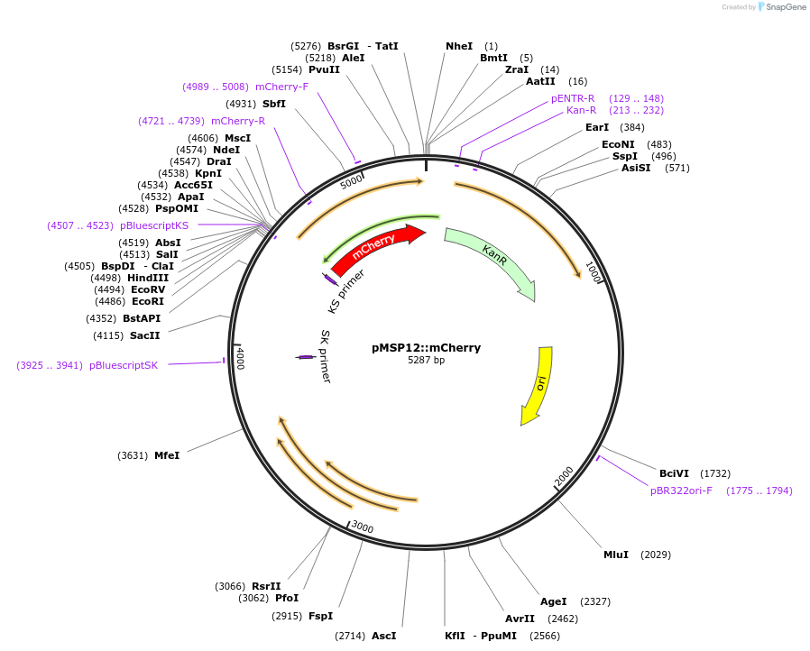 30169-plasmid-map-sequence-id-214699
