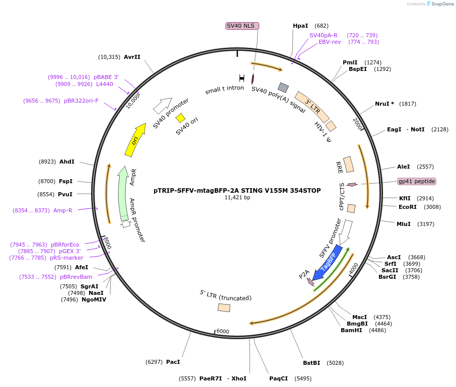 102595-plasmid-map-sequence-id-214701