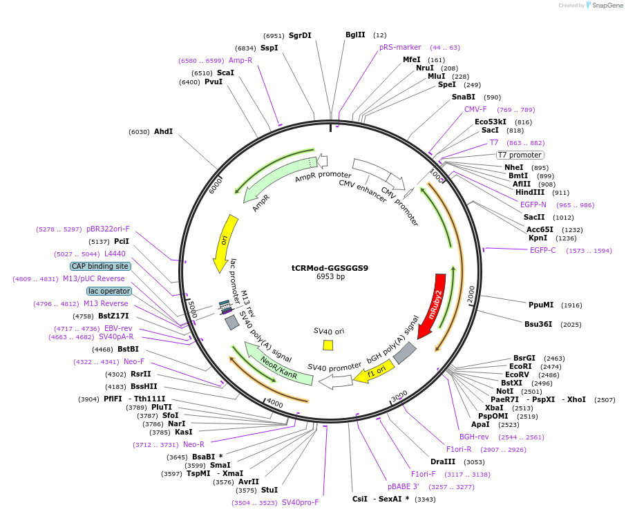 111762-plasmid-map-sequence-id-214714