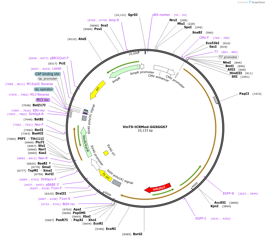 111764-plasmid-map-sequence-id-214718