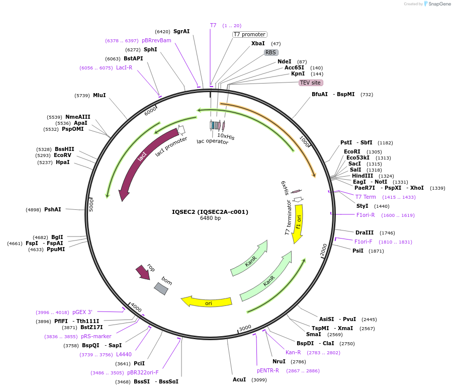 110259-plasmid-map-sequence-id-214719