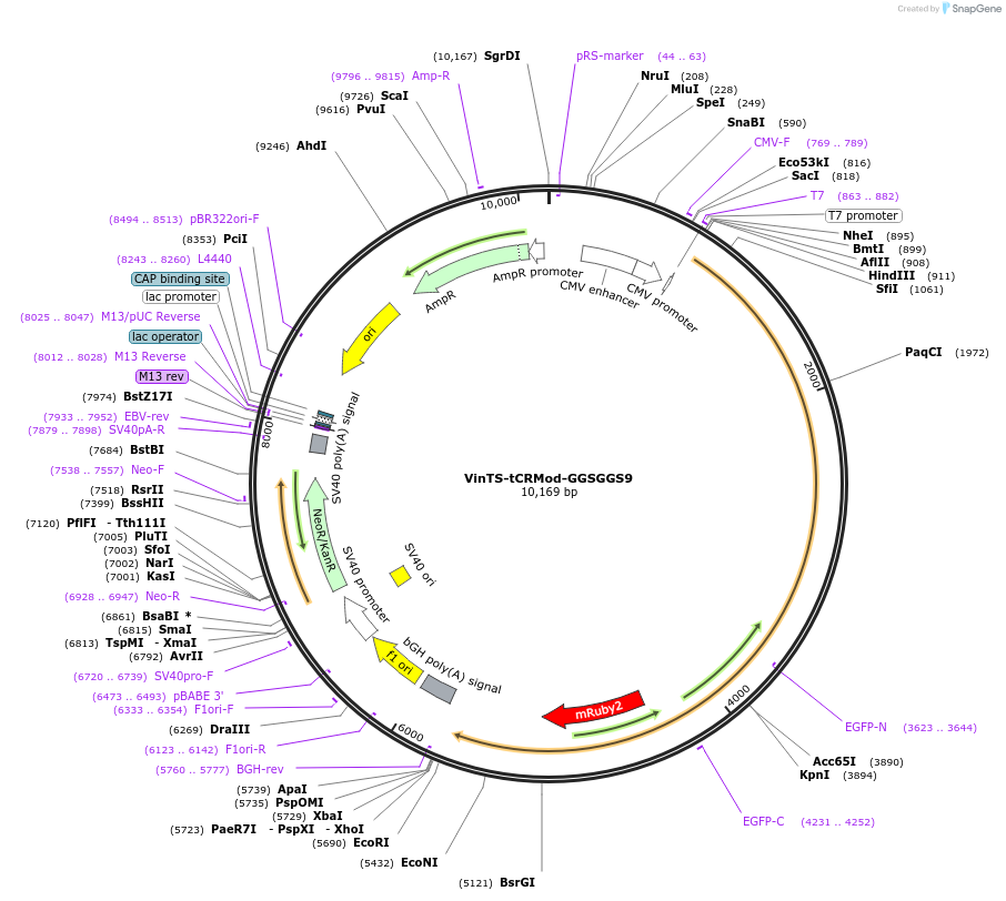 111765-plasmid-map-sequence-id-214720