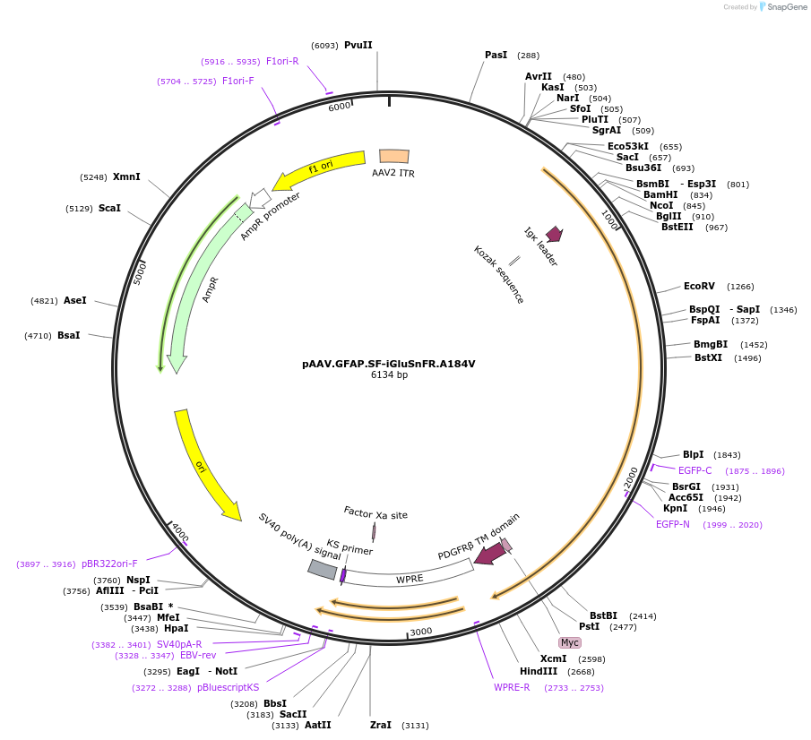 106193-plasmid-map-sequence-id-214721