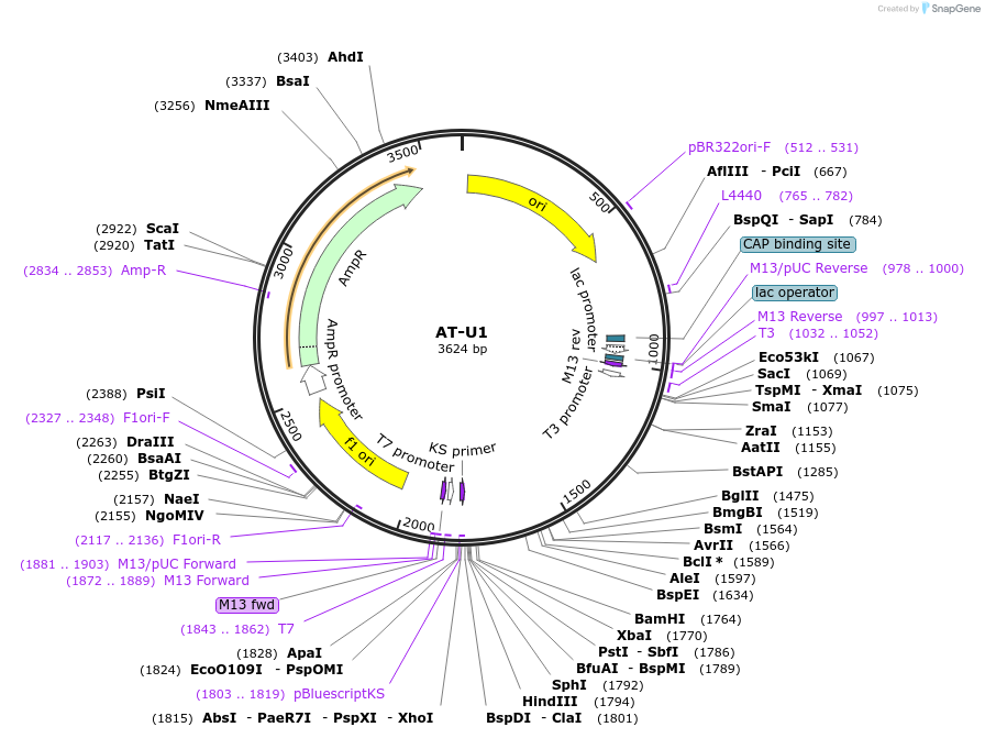 112059-plasmid-map-sequence-id-214723