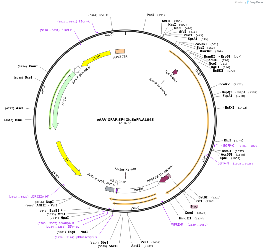 106192-plasmid-map-sequence-id-214726
