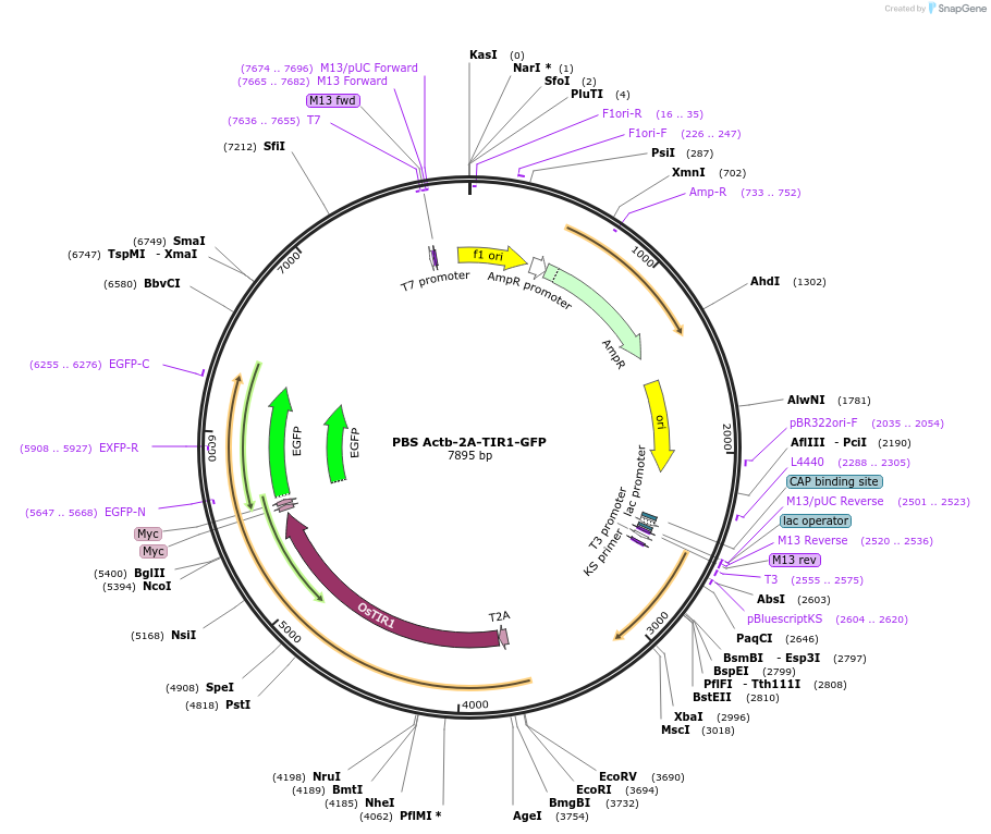 113832-plasmid-map-sequence-id-214794