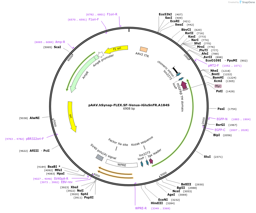 106183-plasmid-map-sequence-id-214796