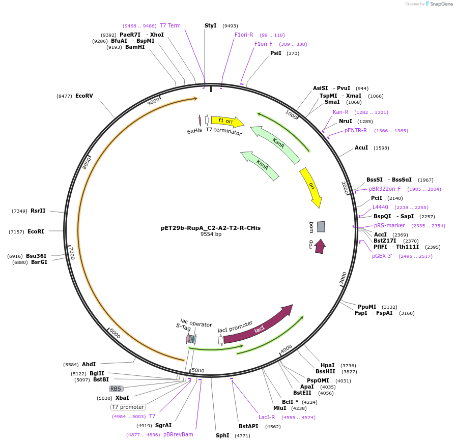 109256-plasmid-map-sequence-id-214798