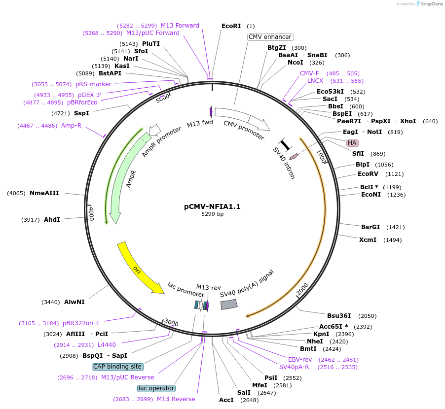 112698-plasmid-map-sequence-id-214839