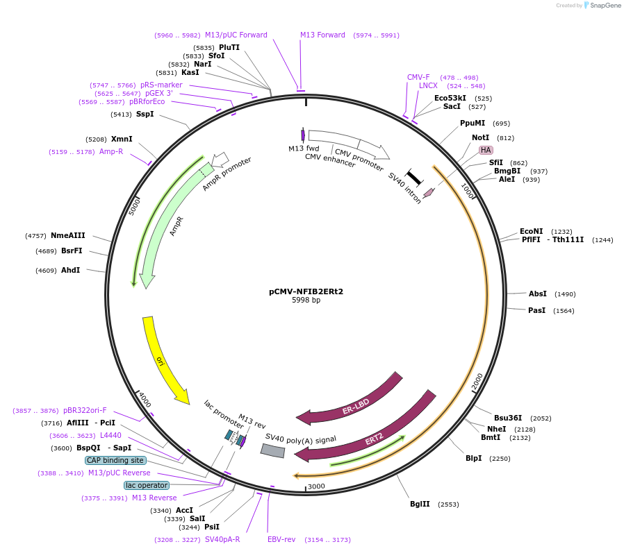 112703-plasmid-map-sequence-id-214845