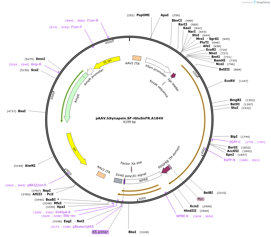 106175-plasmid-map-sequence-id-214869