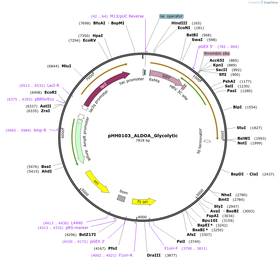 109854-plasmid-map-sequence-id-214870