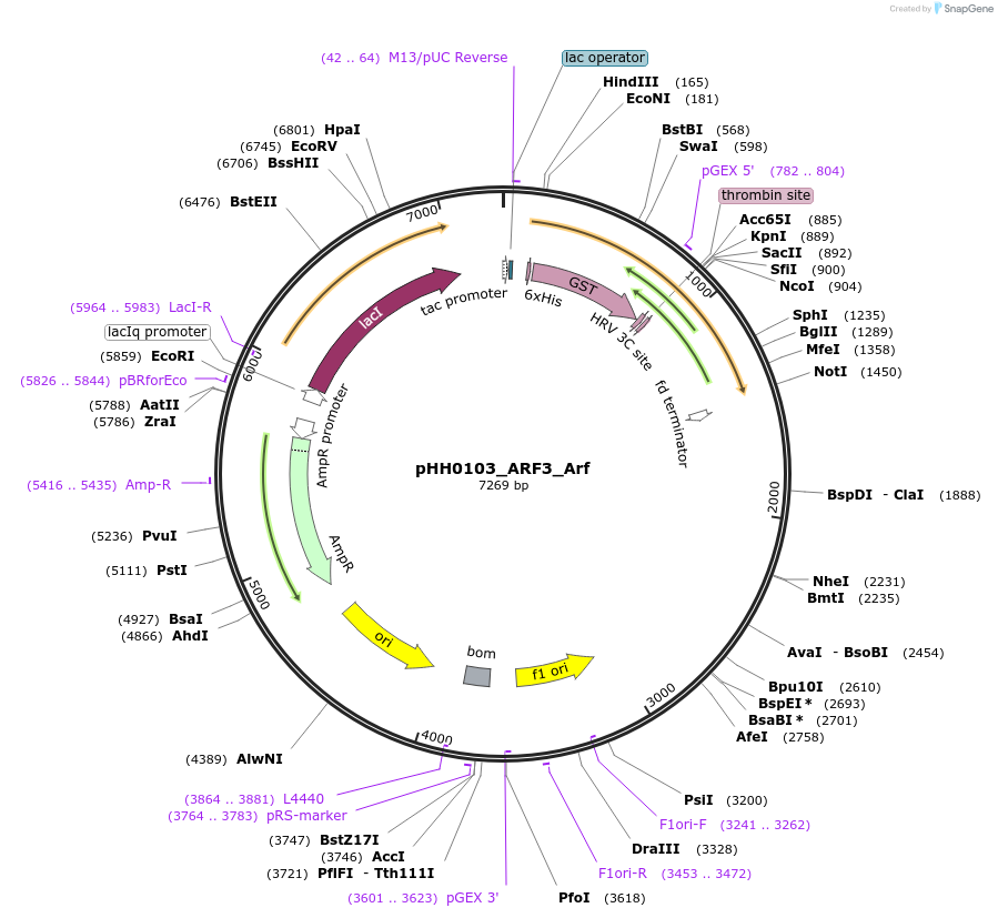 109856-plasmid-map-sequence-id-214876
