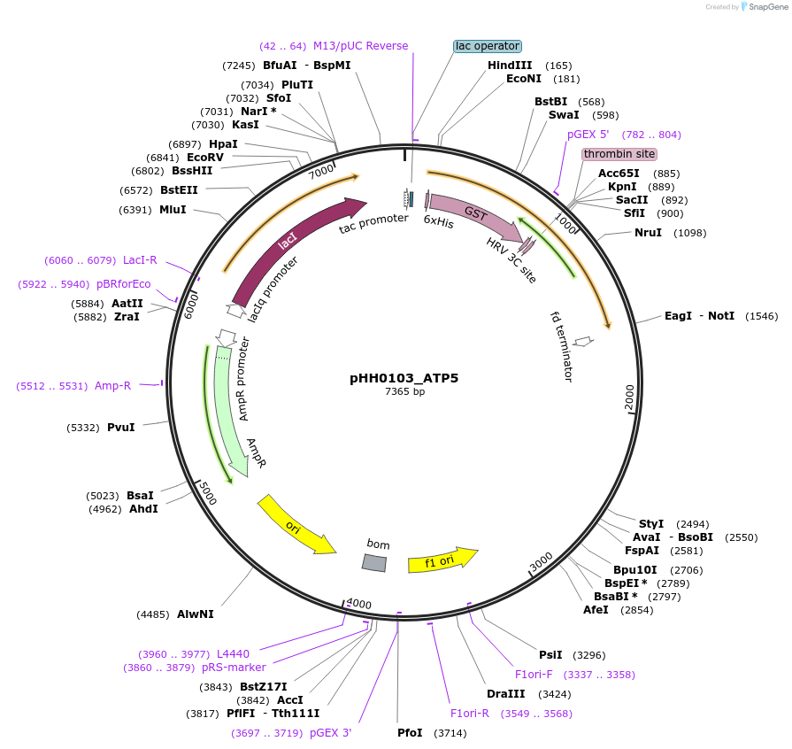 109857-plasmid-map-sequence-id-214878