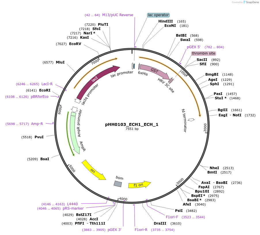 109860-plasmid-map-sequence-id-214881