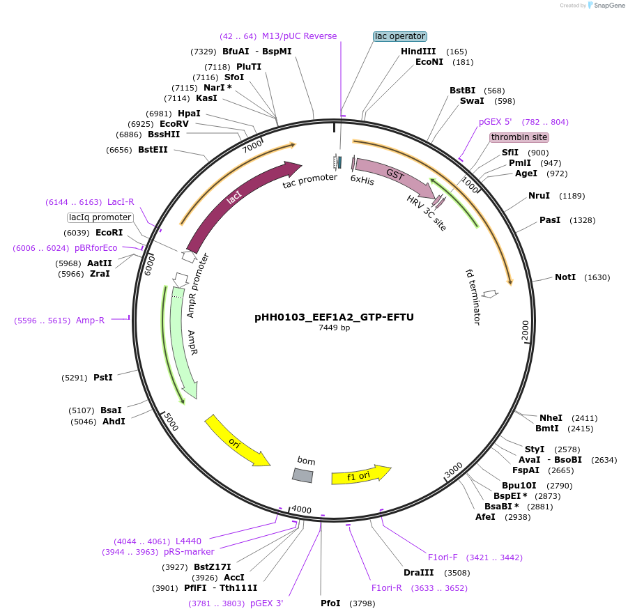 109862-plasmid-map-sequence-id-214884