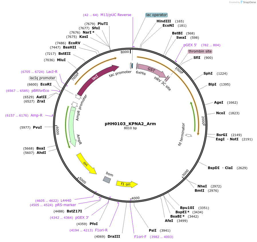 109866-plasmid-map-sequence-id-214890