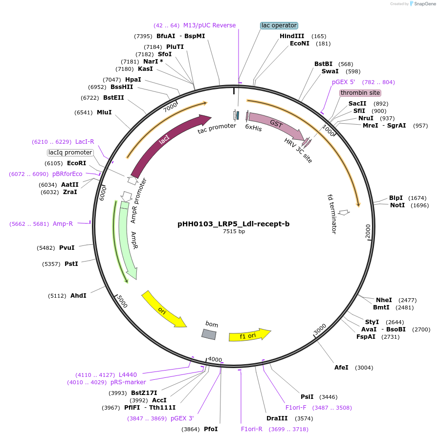 109867-plasmid-map-sequence-id-214892