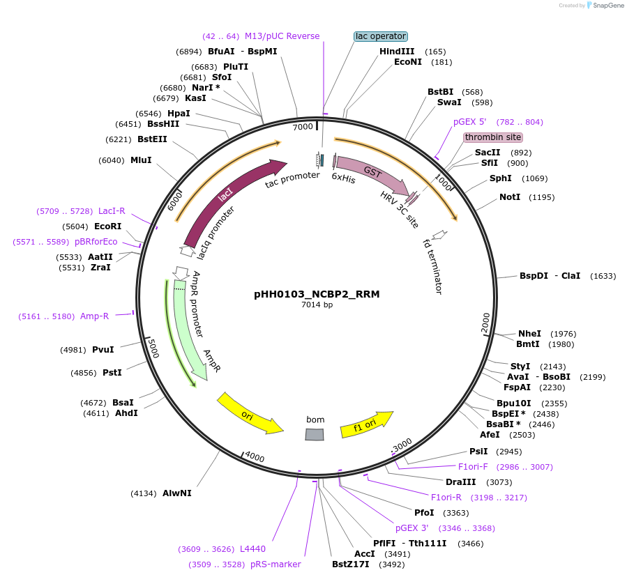 109868-plasmid-map-sequence-id-214893