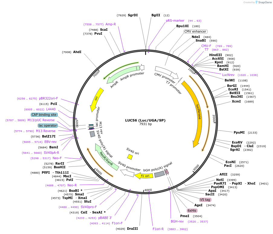 112147-plasmid-map-sequence-id-214894