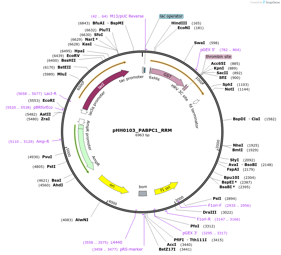 109870-plasmid-map-sequence-id-214896