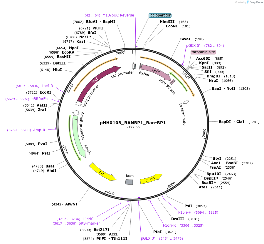 109872-plasmid-map-sequence-id-214897