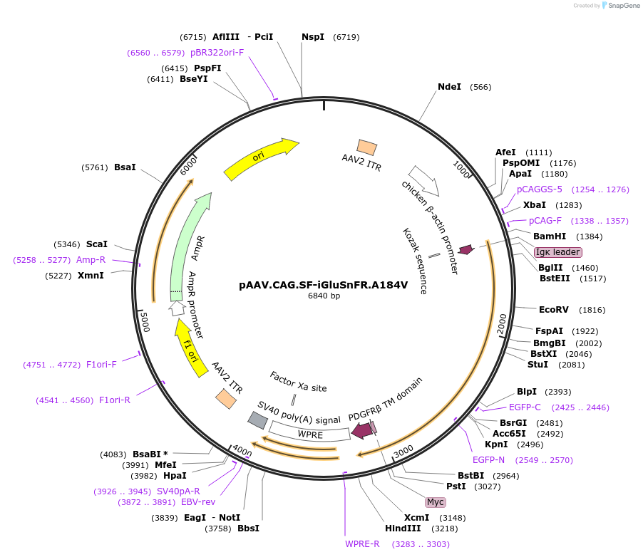 106199-plasmid-map-sequence-id-214898