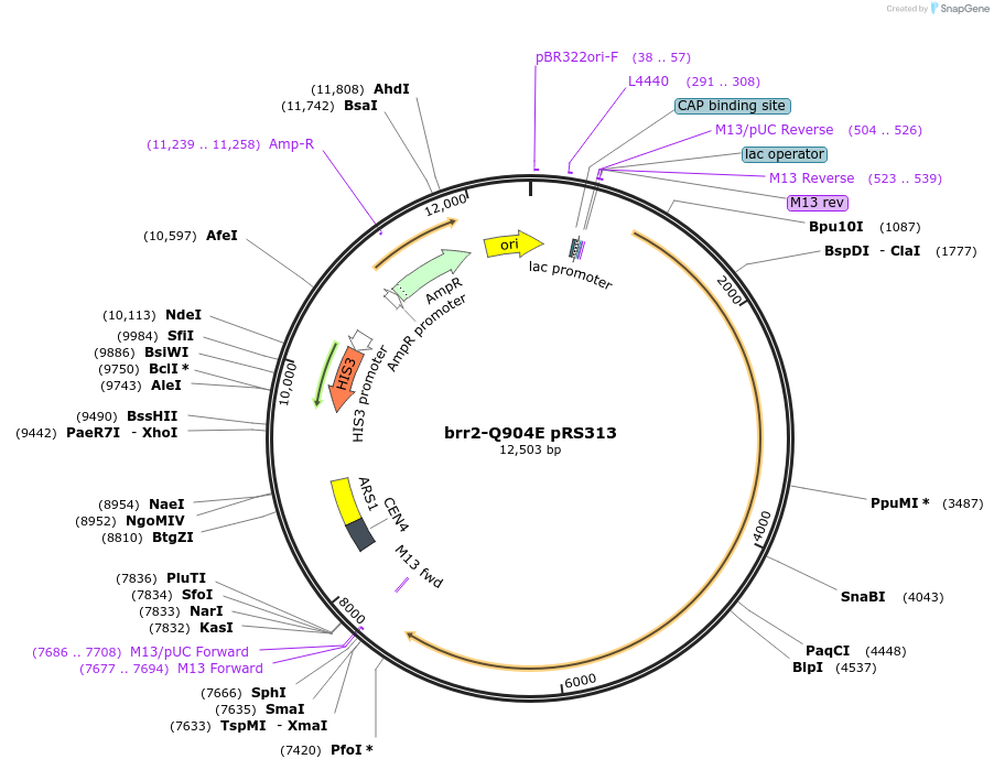 111413-plasmid-map-sequence-id-214900