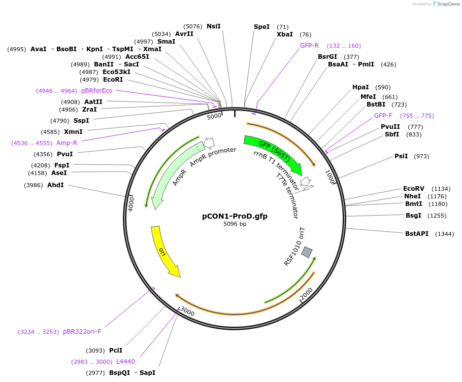 112518-plasmid-map-sequence-id-214910