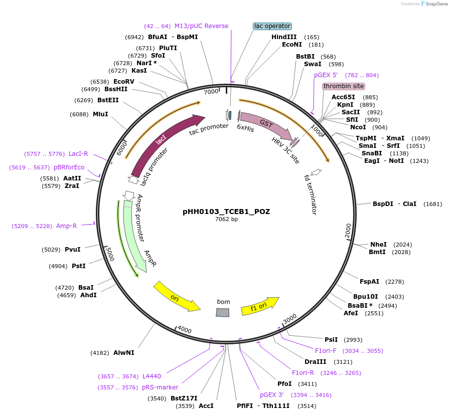 109875-plasmid-map-sequence-id-214911