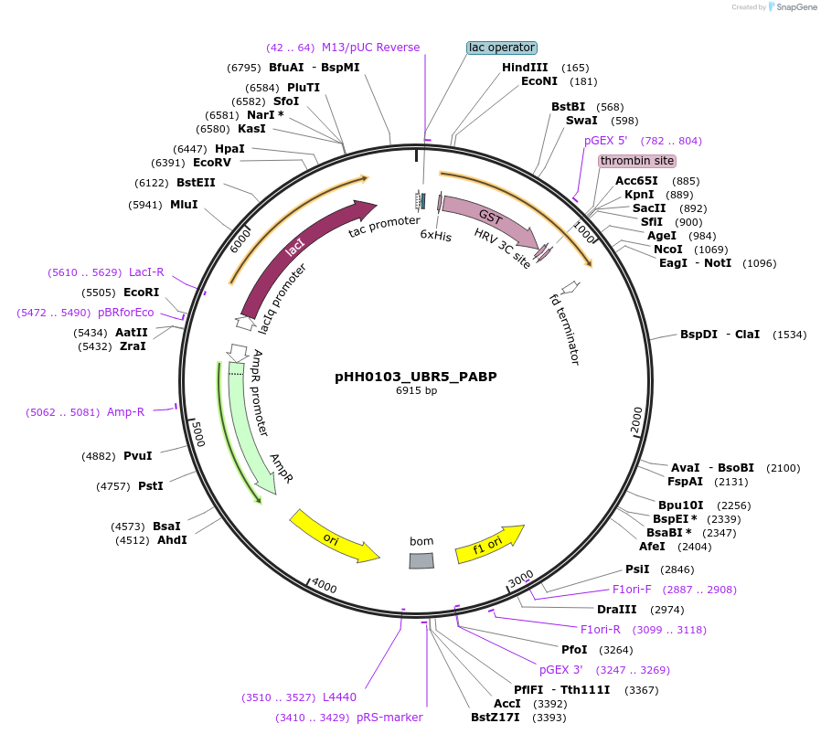 109877-plasmid-map-sequence-id-214912