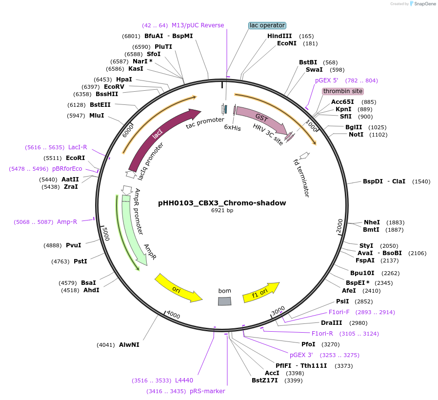 109881-plasmid-map-sequence-id-214920
