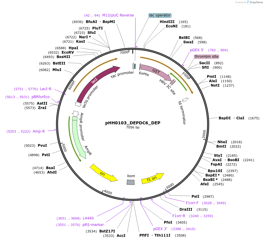 109883-plasmid-map-sequence-id-214922