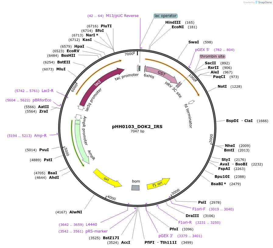 109884-plasmid-map-sequence-id-214923